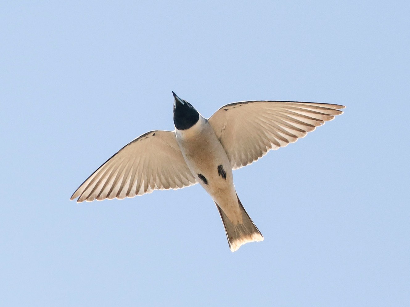Masked Woodswallow - Ged Tranter