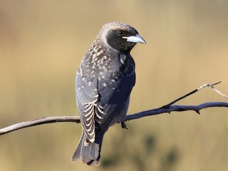 Молодая птица - Margot Oorebeek - ML163592551