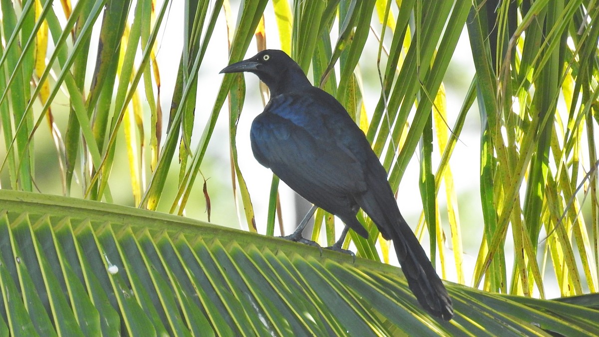 Great-tailed Grackle - ML163594131