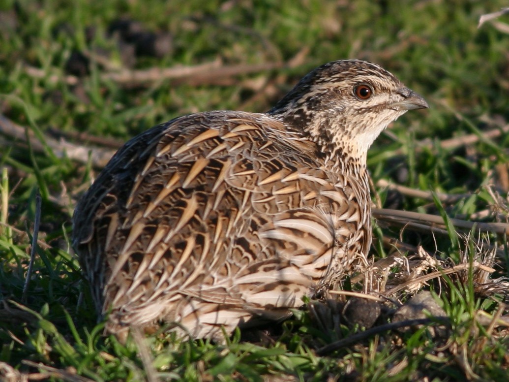Stubble Quail eBird