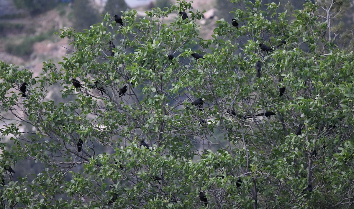 Large-billed Crow (Large-billed) - Pradeep Sangwan