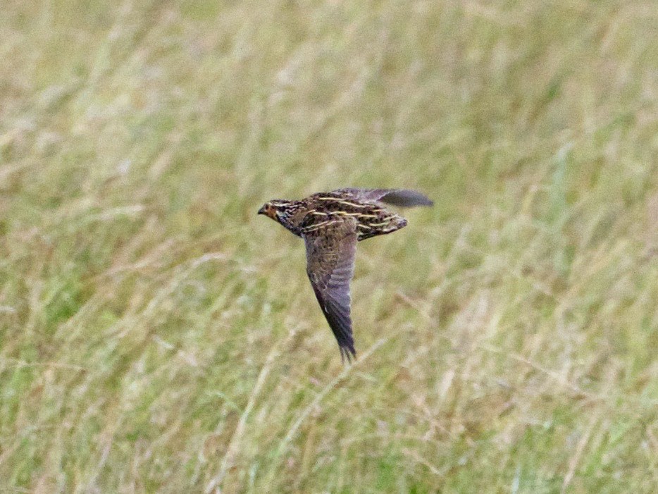 Stubble Quail - Scott Baker