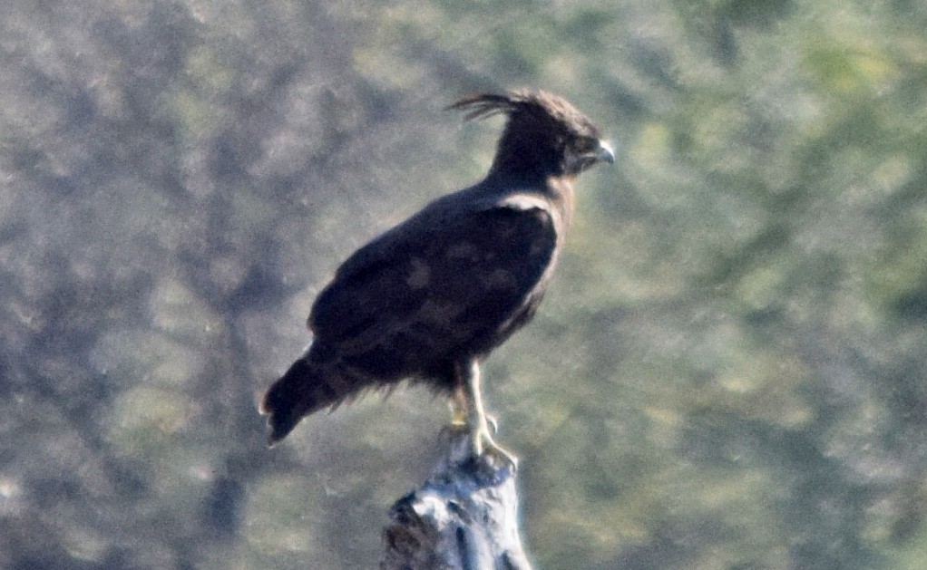 Long-crested Eagle - John Bruin