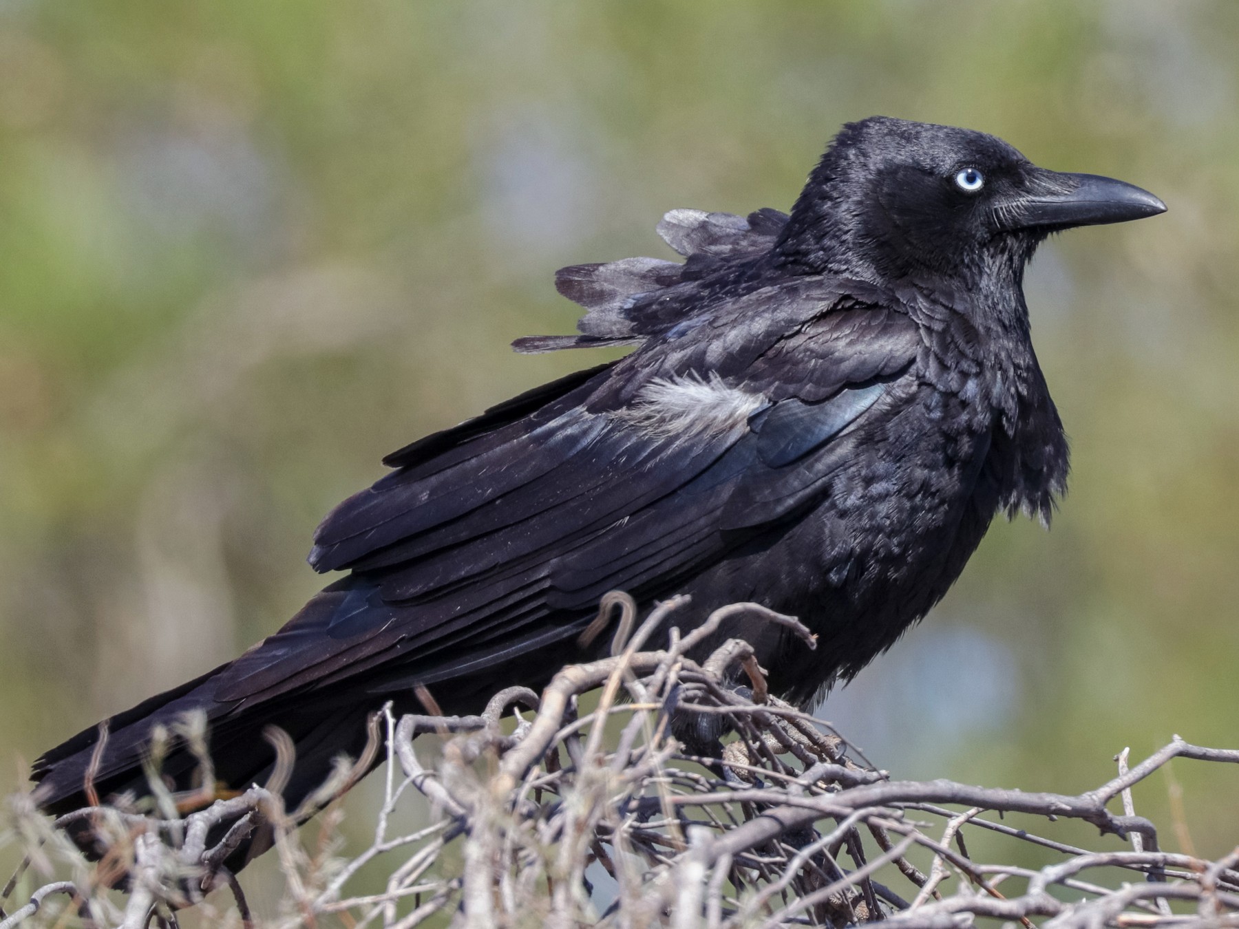 Little Crow - Tommy Pedersen