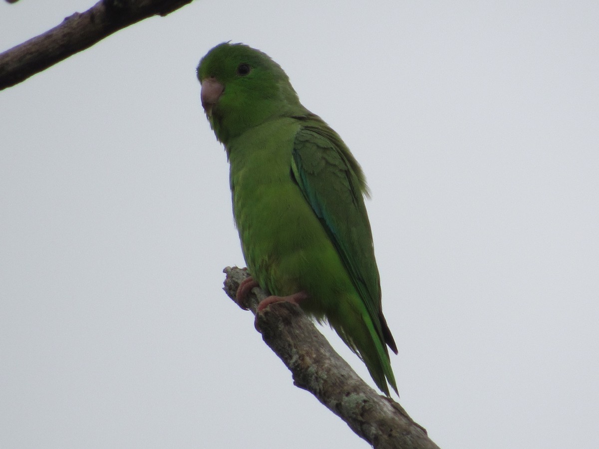 Turquoise-winged Parrotlet - ML163599391