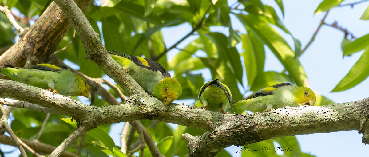 Lilac-tailed Parrotlet - ML163604451