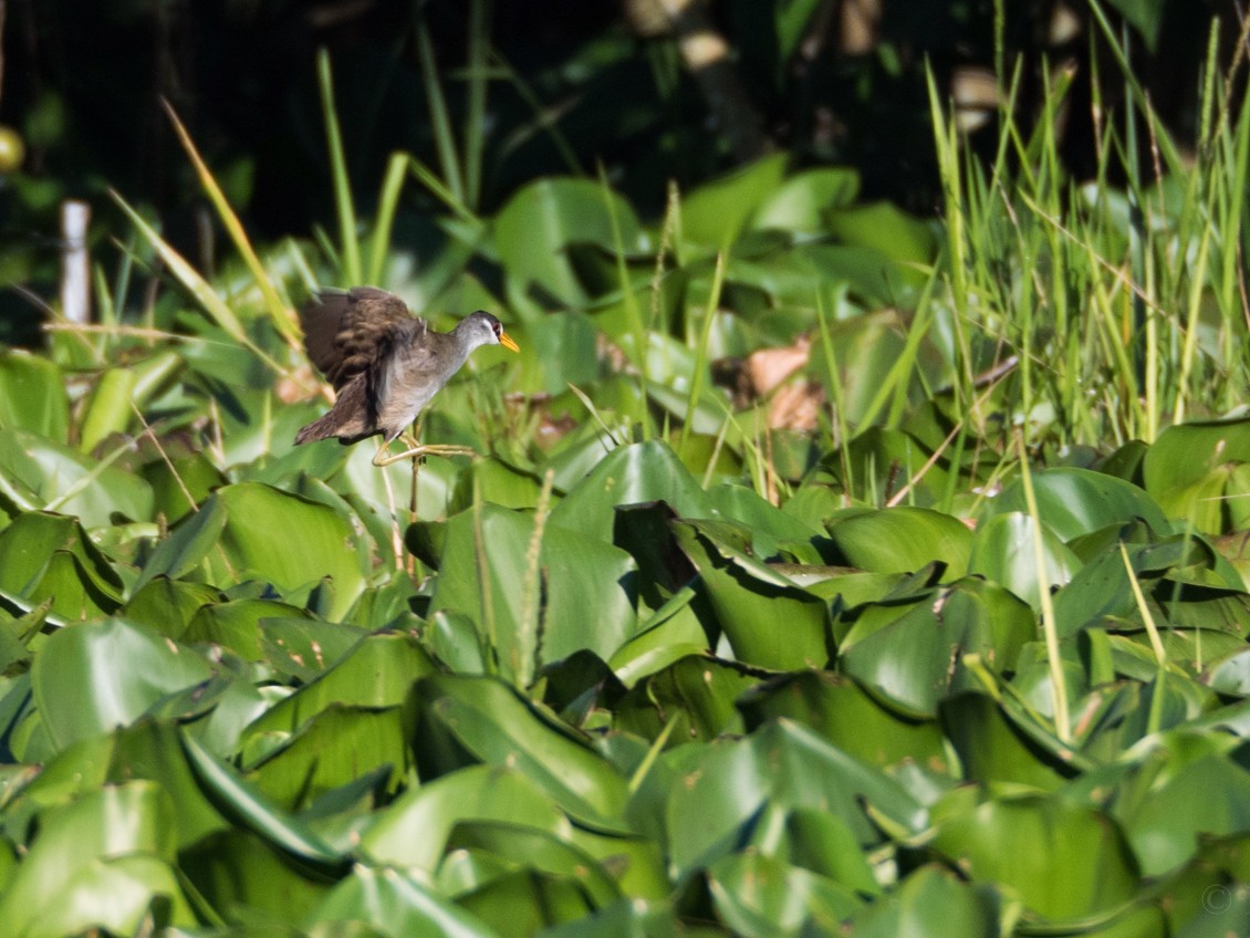 White-browed Crake - Forest Jarvis