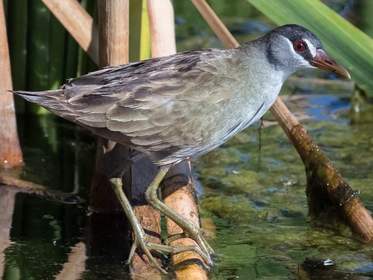 White-browed Crake - Barry Deacon