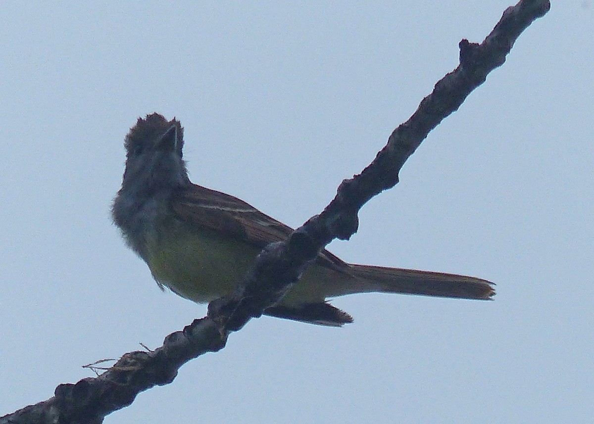 Great Crested Flycatcher - Sherman Suter