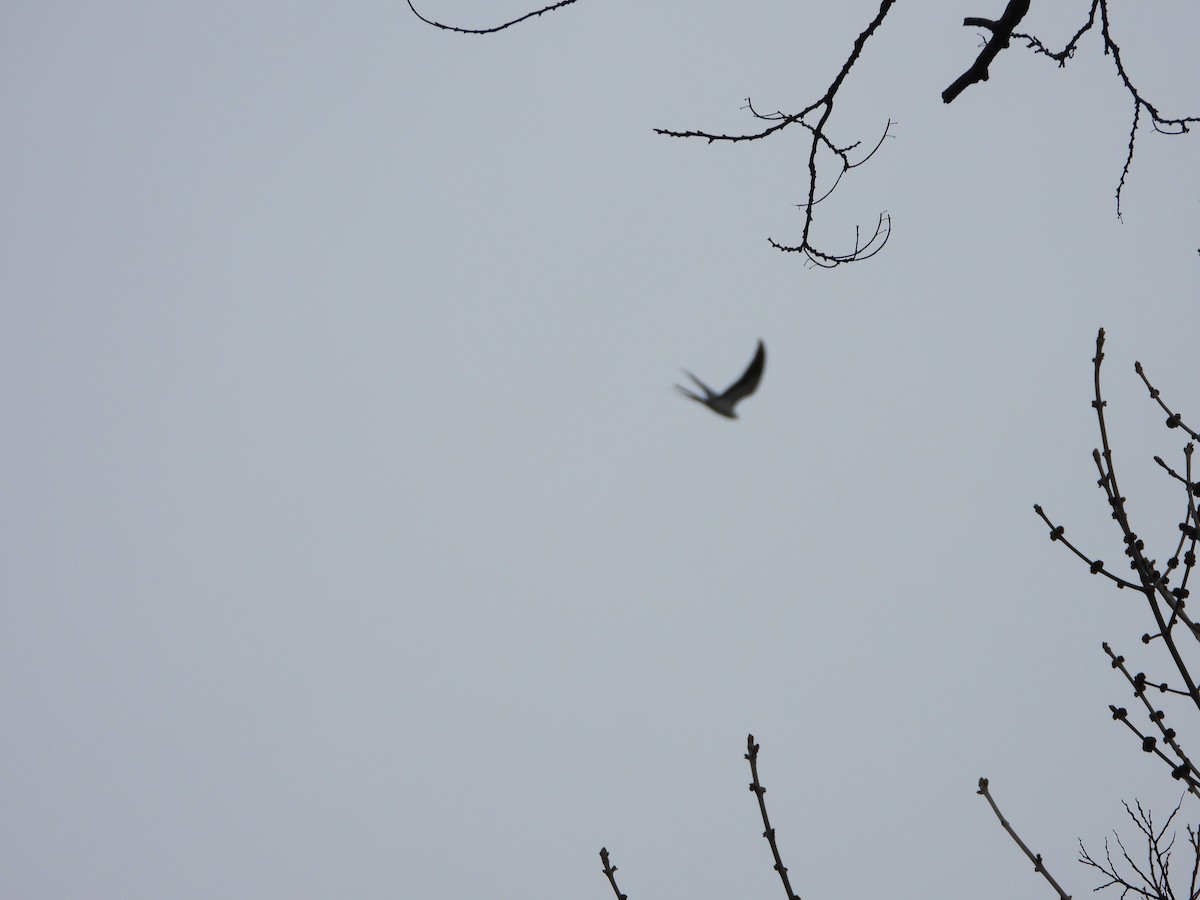 Swallow-tailed Kite - Marcie  Jacklin