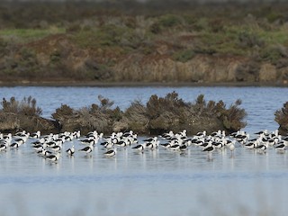 Banded Stilt - eBird