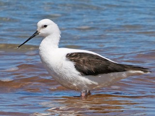 Banded Stilt - eBird