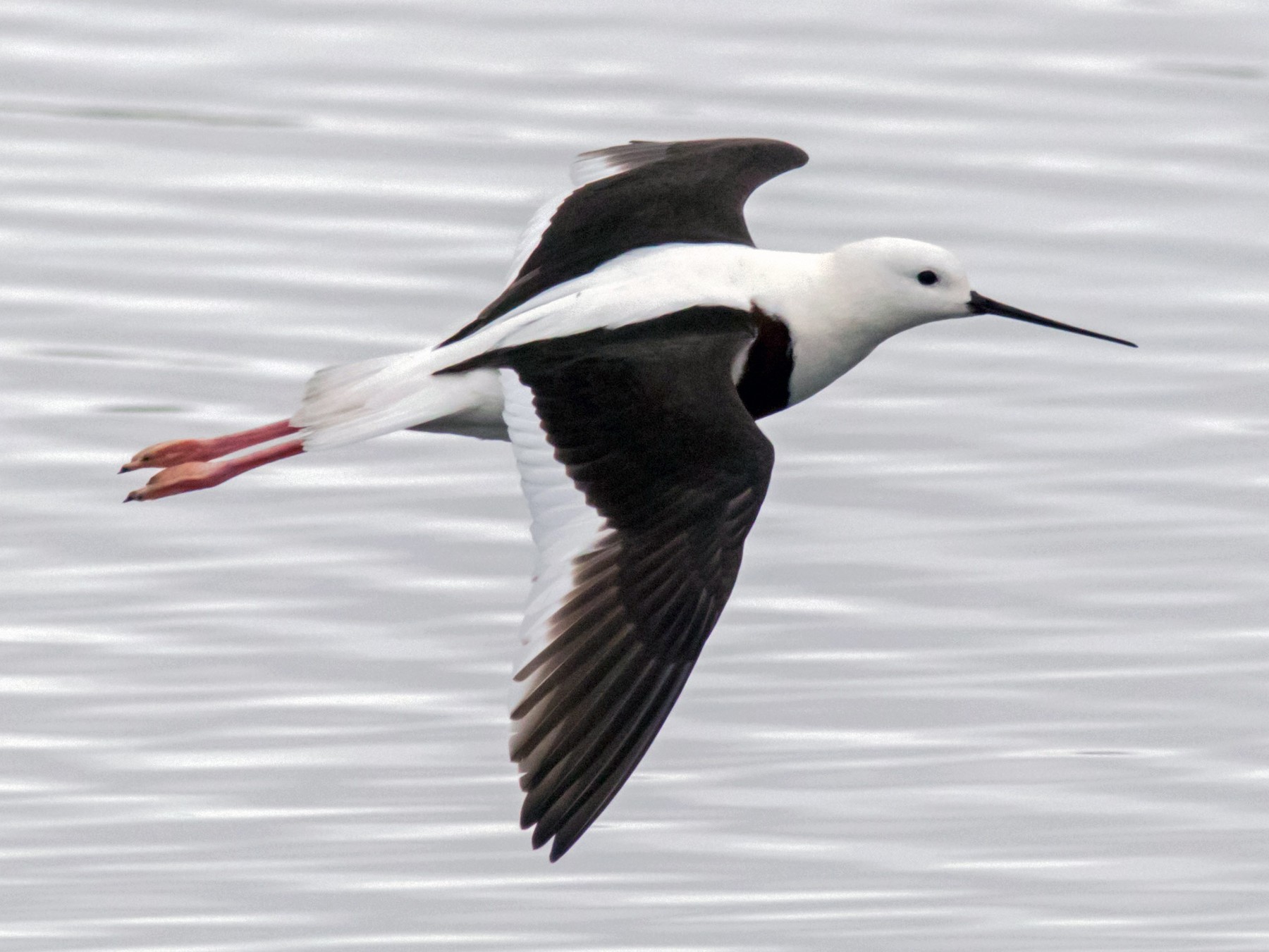 Banded Stilt eBird