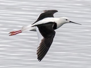 Banded Stilt - eBird