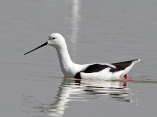 Banded Stilt - eBird