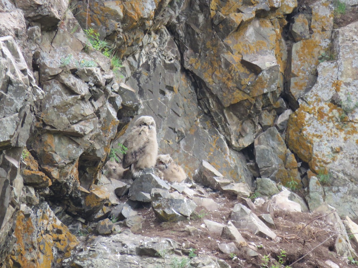 Eurasian Eagle-Owl - ML163615761