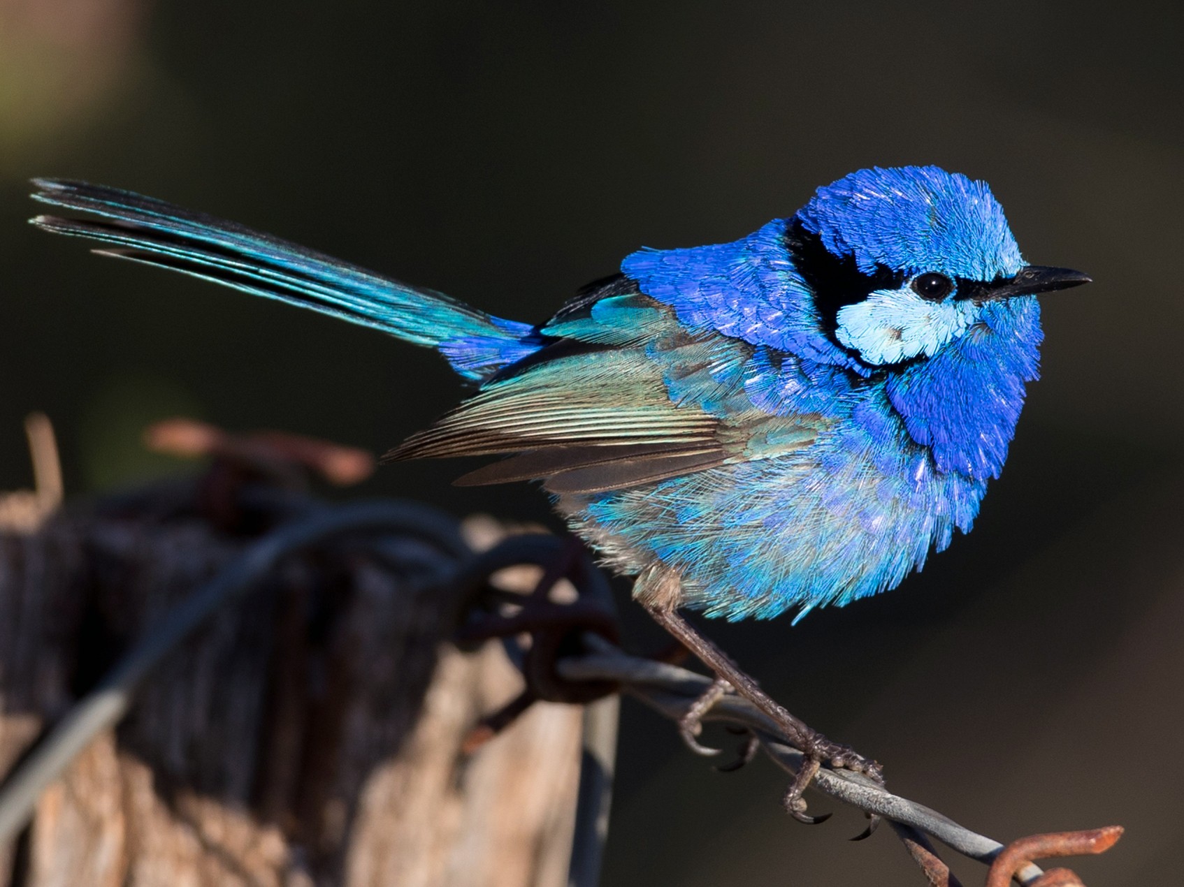 Splendid Fairywren - Ian Davies