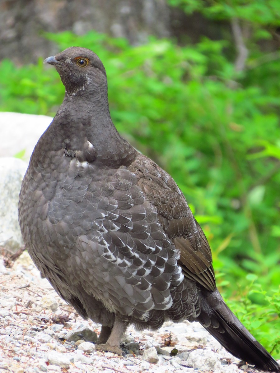 Sooty Grouse - Chris Dale