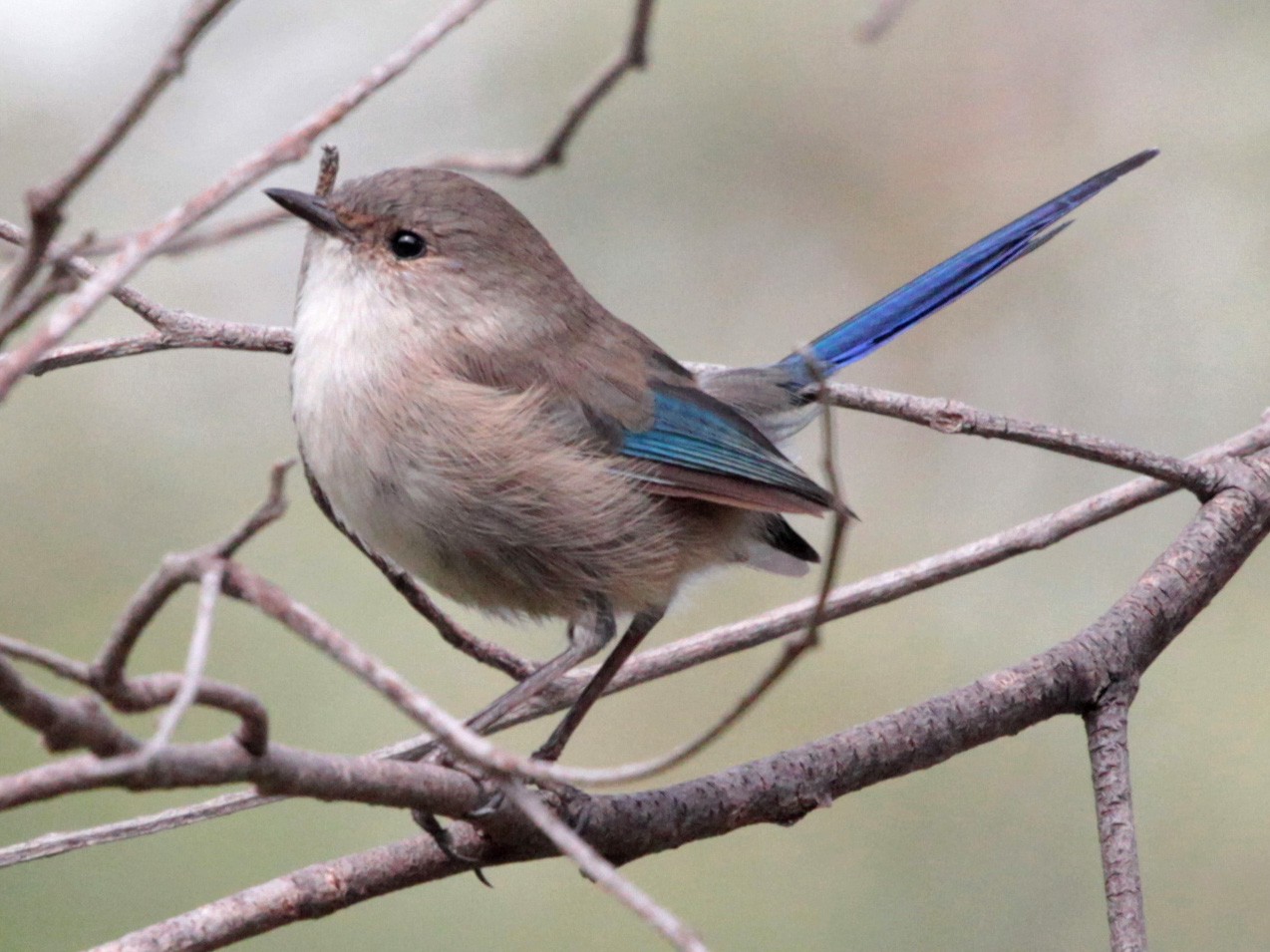 Splendid Fairywren - Corey Callaghan