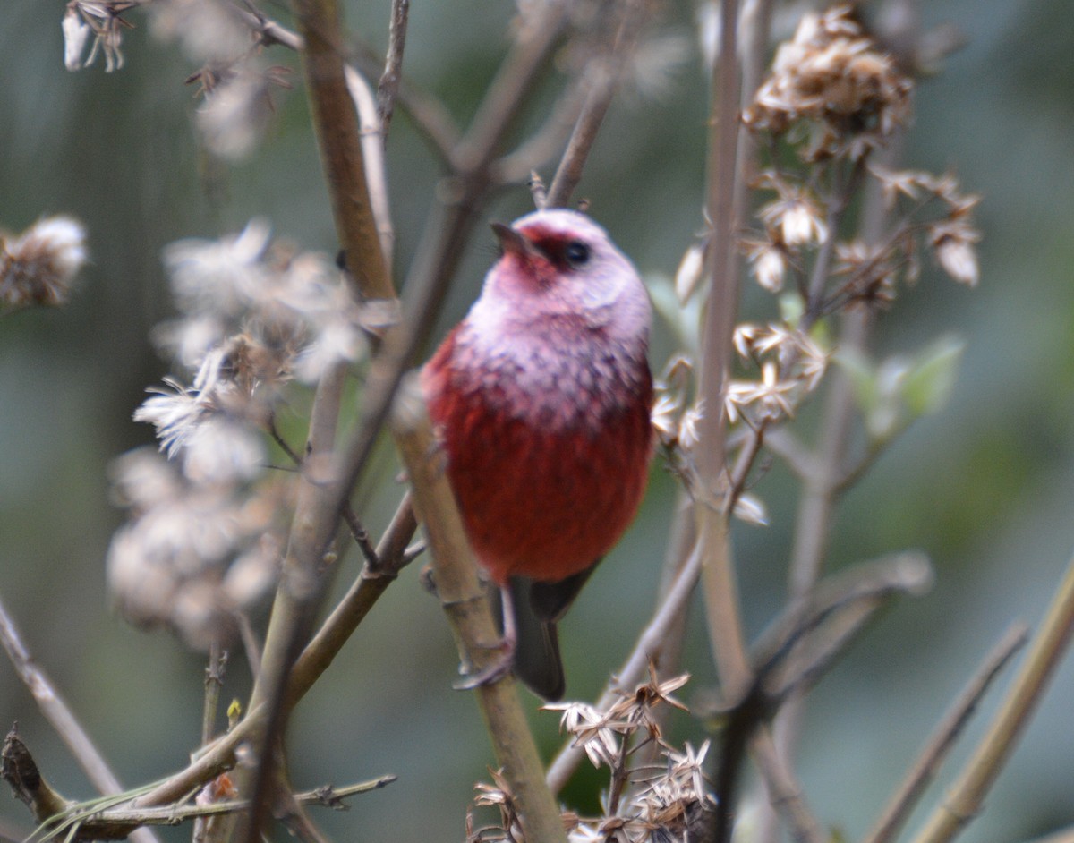 Pink-headed Warbler - ML163617981