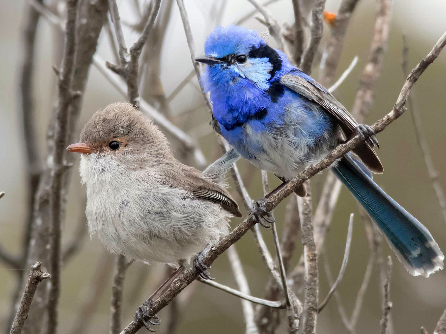 Splendid Fairywren - Andrew Allen