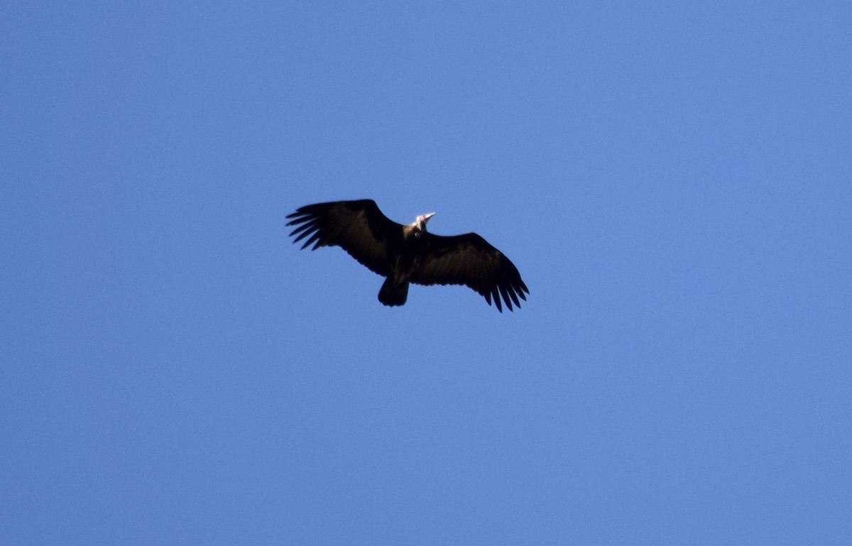 Hooded Vulture - John Bruin