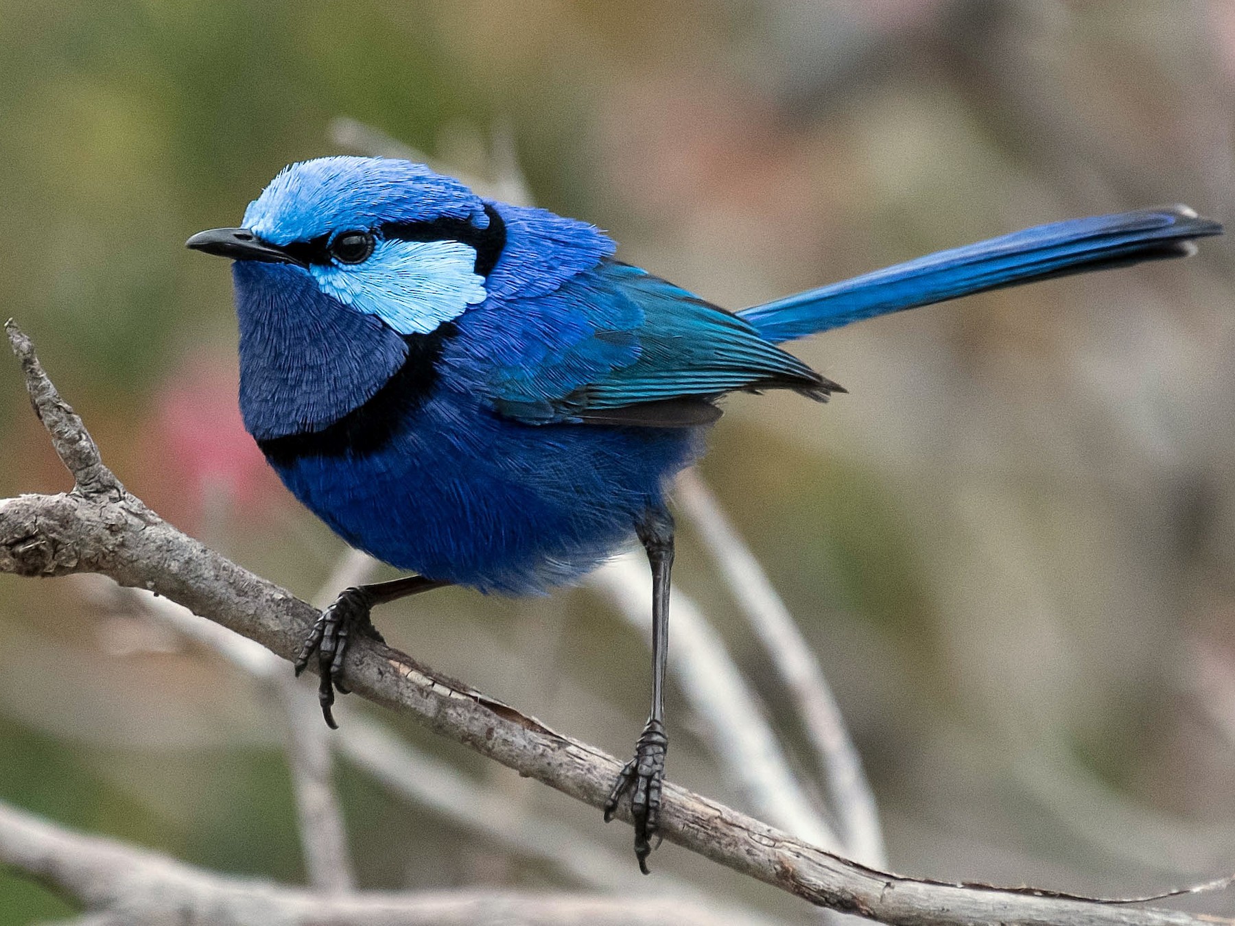 blue wren bird