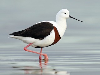  - Banded Stilt