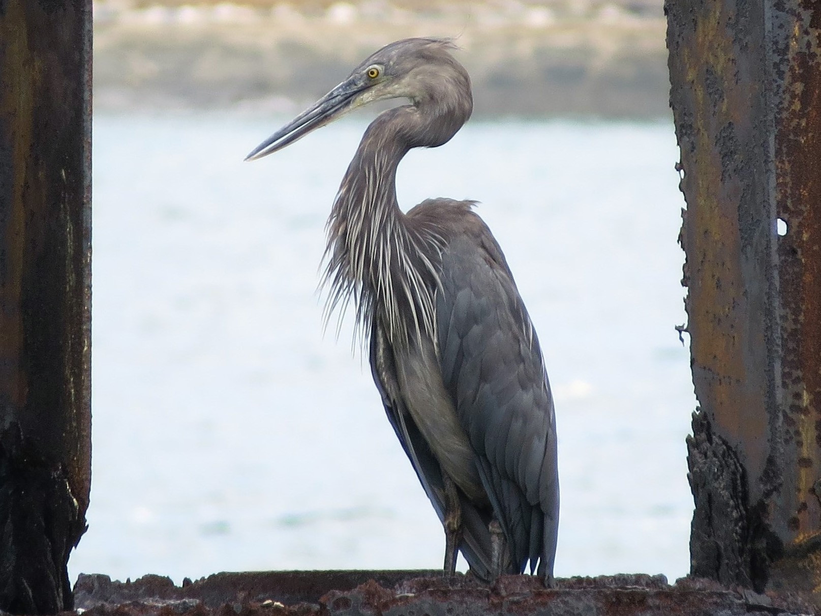 Great-billed Heron - eBird