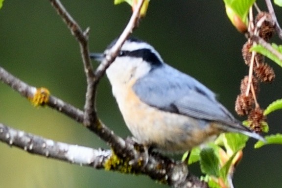 Red-breasted Nuthatch - ML163625281