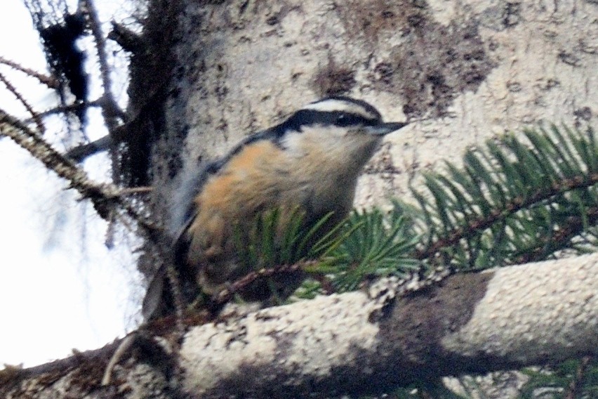 Red-breasted Nuthatch - ML163625291