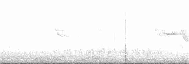 Krummschnabel-Spottdrossel [palmeri-Gruppe] - ML163626031
