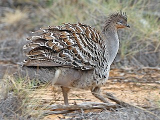 クサムラツカツクリ - eBird