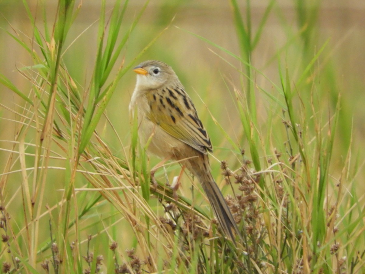 Wedge-tailed Grass-Finch - ML163627671