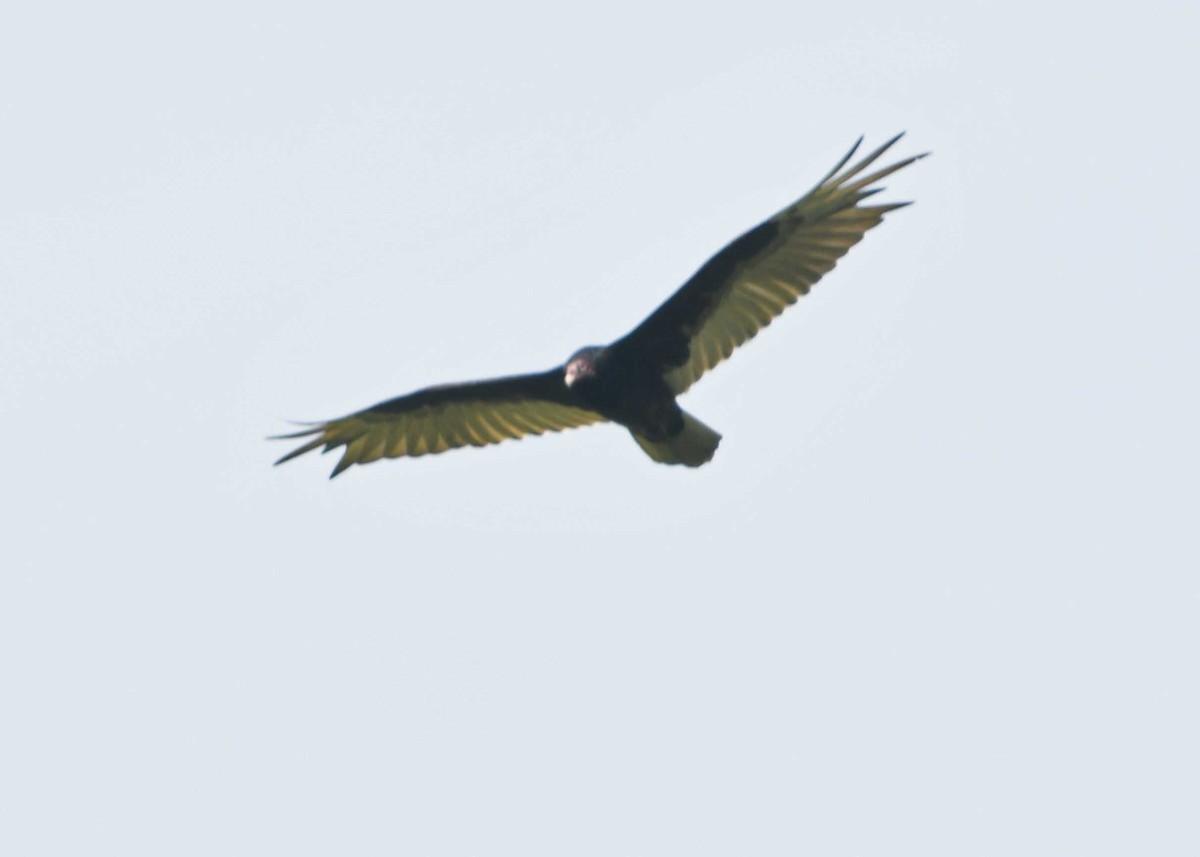 Turkey Vulture - ML163629251