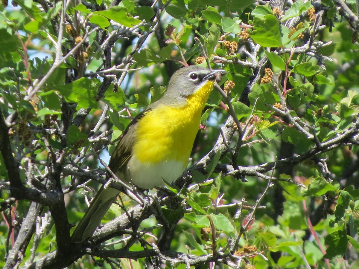 Yellow-breasted Chat - ML163632051