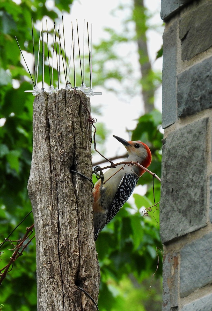 Red-bellied Woodpecker - ML163632791