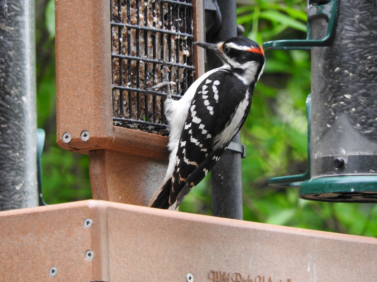 Hairy Woodpecker - ML163633001