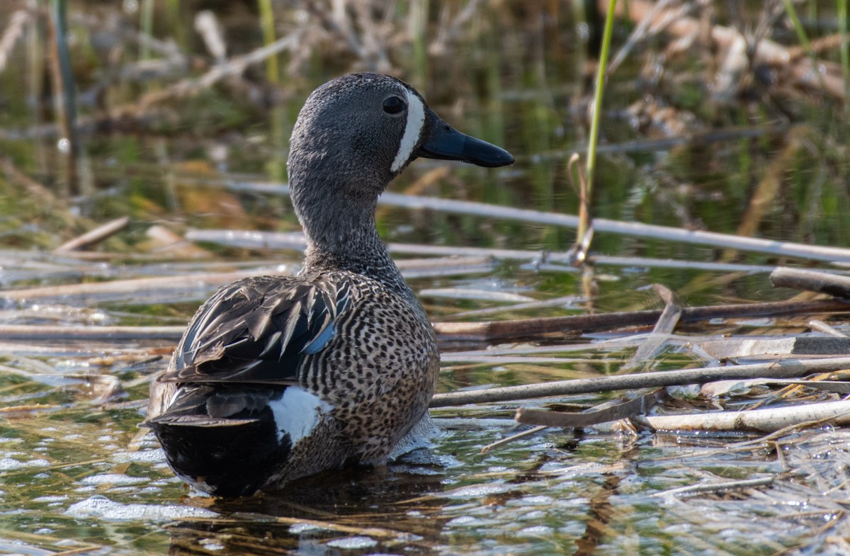 Blue-winged Teal - ML163635511
