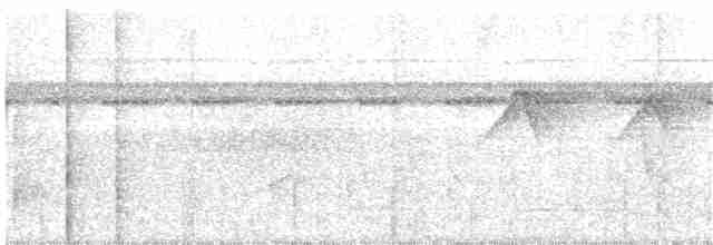 Rufous-tailed Stipplethroat - ML163637281