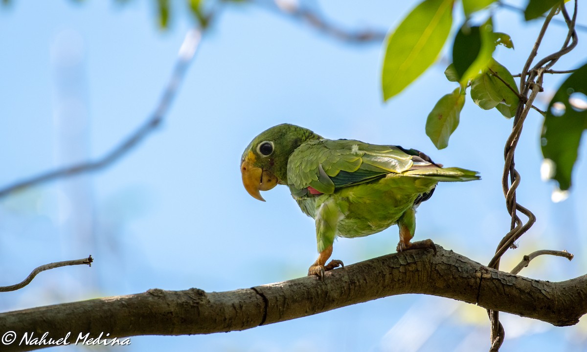 Yellow-lored Parrot - Nahuel Medina