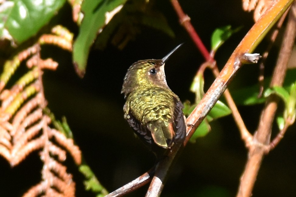 Volcano Hummingbird (Rose-throated) - Nick Moore