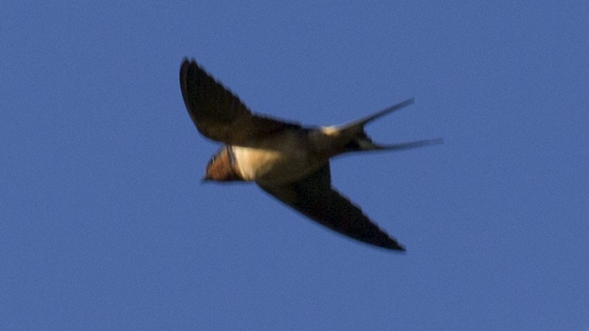 Barn Swallow - Lee Harding