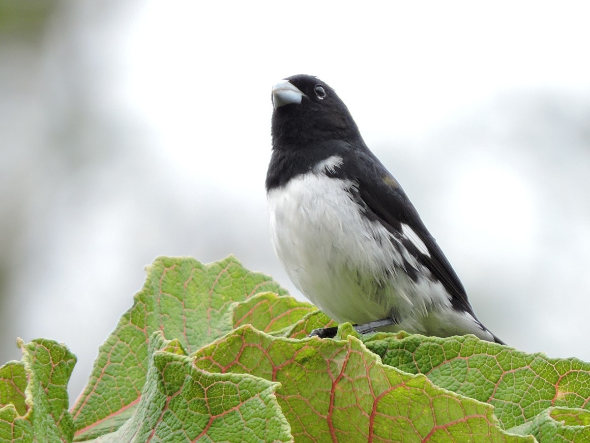 Black-and-white Seedeater - ML163644611