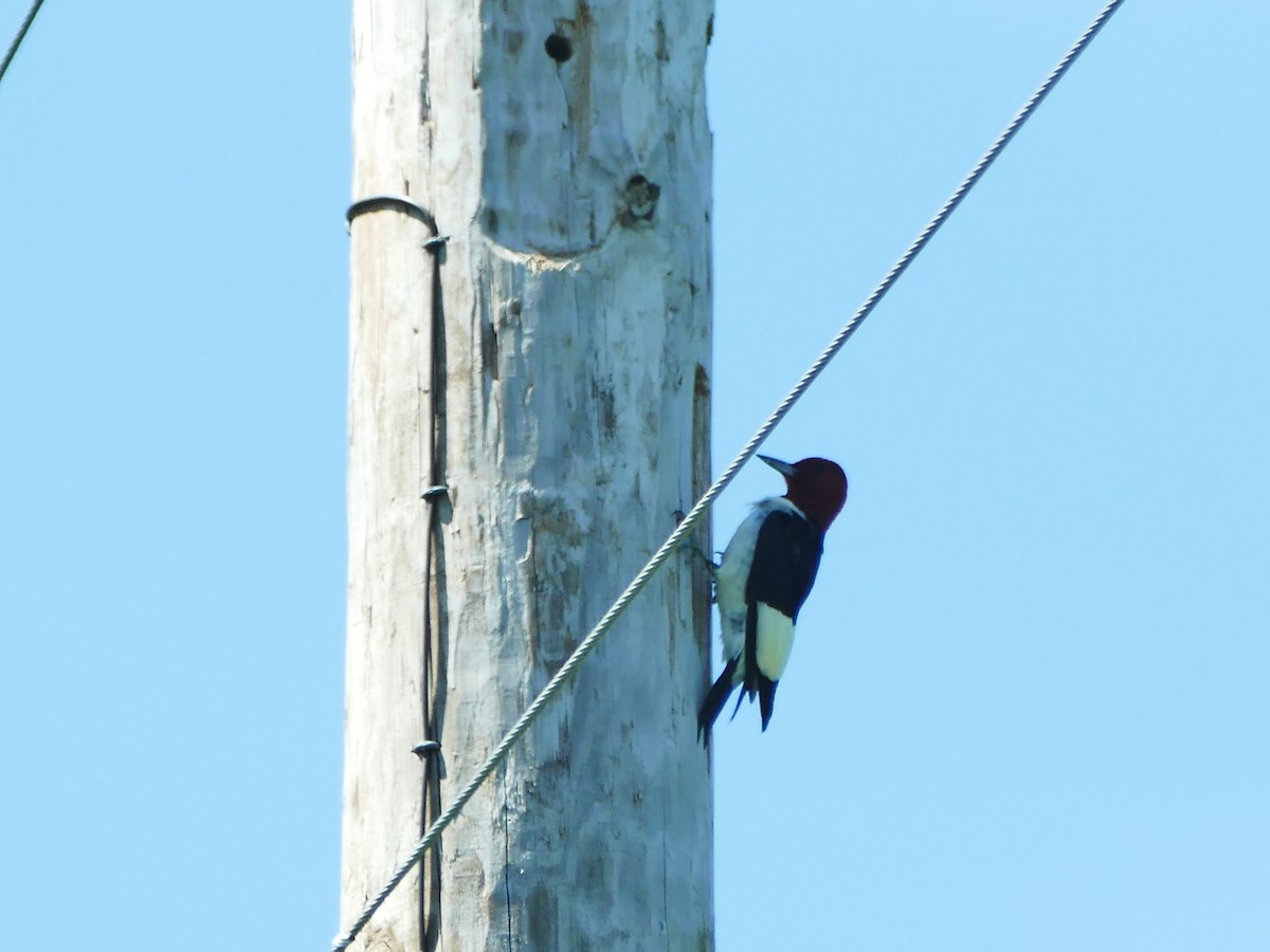 Red-headed Woodpecker - ML163646821