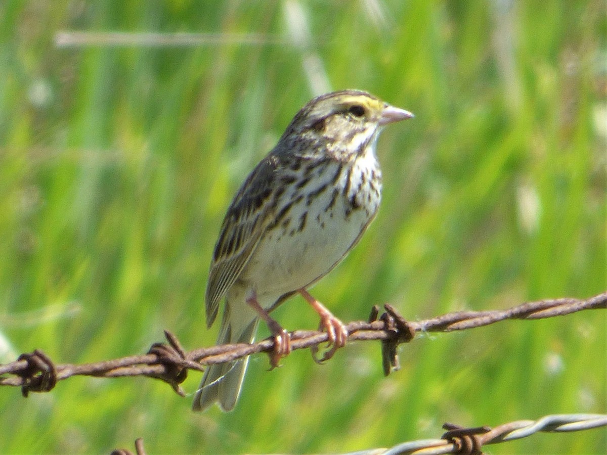 Savannah Sparrow - ML163648901