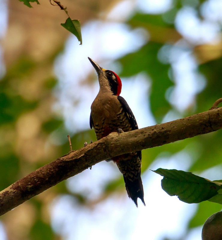 Black-cheeked Woodpecker - Rolando Chávez