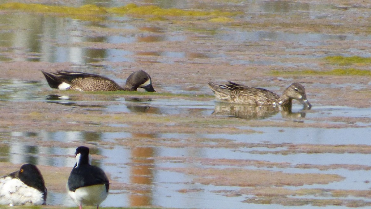 Blue-winged Teal - ML163649931