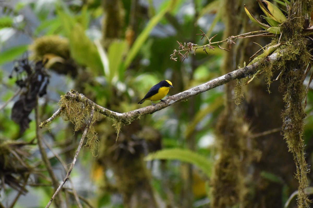 Thick-billed Euphonia - Rhiannon Thunell