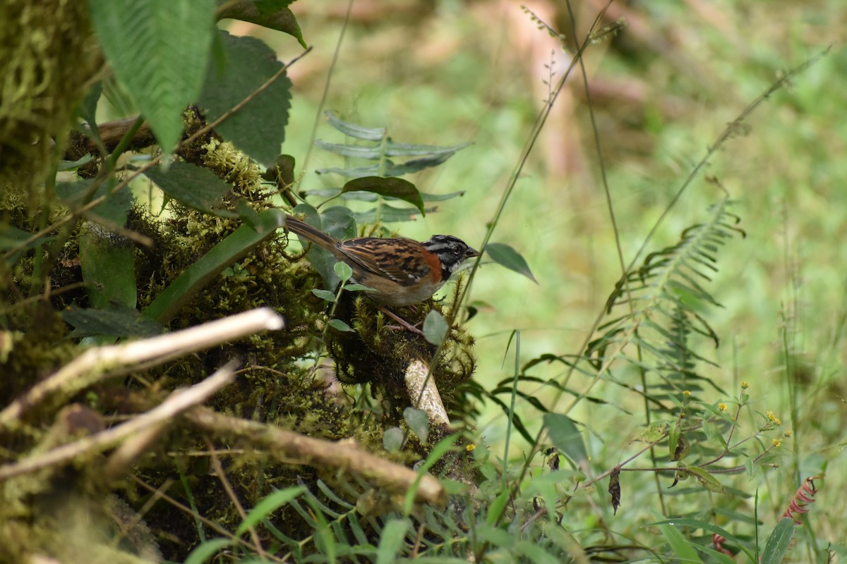 Rufous-collared Sparrow - Rhiannon Thunell